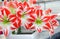 Amaryllis flowers bouquet