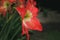 Amaryllis flowers are very beautiful