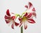 Amaryllis, Hippeastrum