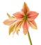 Amaryllis Hippeastrum  Butterfly Group