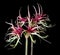 Amaryllis Hippeastrum Chiko on black background