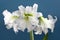 Amaryllis Hippeastrum double flowering Ice Queen