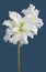 Amaryllis Hippeastrum double flowering Ice Queen