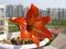 Amaryllis Hippeastrum flower in city