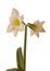 Amaryllis Hippeastrum Galaxy Group