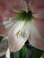 Amaryllis Hippeastrum Knight`s Star Lily