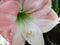 Amaryllis Hippeastrum Knight`s Star Lily