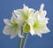 Amaryllis Hippeastrum large flowering Lemon Lime