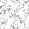 Amaryllis hippeastrum lilly flower branch black outline sketch on white background seamless pattern.