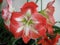 Amaryllis Hippeastrum Minerva Christmas Lily