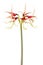 Amaryllis Hippeastrum sybister Chico