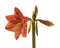 Amaryllis ( Hippeastrum) \\\