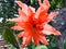 Amaryllis Lily Reddish Flower