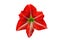 Amaryllis Minerva red flower isolated on white background. Belladonna or Jersey Lily plant cut out icon