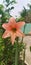 Amaryllis Pink summer Flower