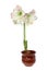 Amaryllis plant