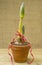 Amaryllis plant