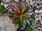 Amaryllis plant brown red combination in the school garden