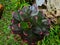 Amaryllis plant dark brown red combination in the school garden