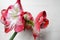 Amaryllis Spartacus on bright background