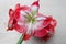 Amaryllis Spartacus on bright background