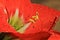 Amaryllis Stamen - Flower Background - Red Romance and Dew Droplets