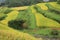 Amaryllis of terraced rice fields