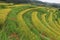 Amaryllis of terraced rice fields
