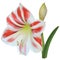 Amaryllis white-red flower