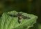 Amata Cysseus Moth seent at Garo Hills,Meghalaya,India