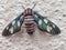 Amata Huebneri & x28;Tiger Moth& x29; laying egg