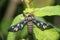 Amata huebneri, the wasp moth, satara Maharashtra India