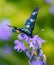 Amata phegea butterfly feeding on lavender flower