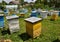 Amateur apiary near apartment building_3