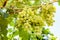 Amateur cultivation of grapes. Three bunches of yellow grapes