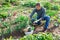 Amateur gardener harvesting green onions in garden bed