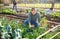 Amateur gardener harvesting green onions in garden bed