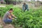 Amateur gardener picking potato beetles from bushes