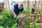 Amateur gardener tying tomato plants in family garden