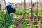 Amateur gardener tying tomato plants in family garden