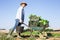 Amateur grower carrying wheelbarrow with gathered green chard