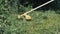 Amateur man cutting grass by petrol brushcutter or grass trimmer with star-shaped three steel knife blades and grass