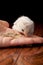 Amaucana baby chick eating feed on a black background