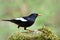 Amaze black bird with white wings and bright bills perchin over green rock in nature, Grey-winged blackbird (Turdus boulboul