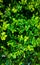 Amaze Green leaf nature background texture