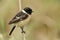 Amazed animal, Siberian or Asian stonechat (Saxicola maurus) chubby ine brown bird with black head perching on grass stick over b