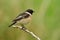 Amazed animal, Siberian or Asian stonechat (Saxicola maurus) smart brown bird with black head perching on wooden stick over blur