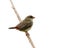 Amazed brown bird with sharp red eyes and tail perching on wooden stick, female of Red avadavat, red munia or strawberry finch