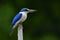 Amazed Collared kingfisher (Todiramphus chloris) white and blue