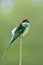 Amazed green bird with red brown head and blue chin perching on wooden stick in pluffy feathers in nature